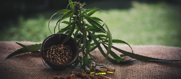 Femanized Cannabis Seeds