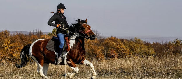 Care for Horses
